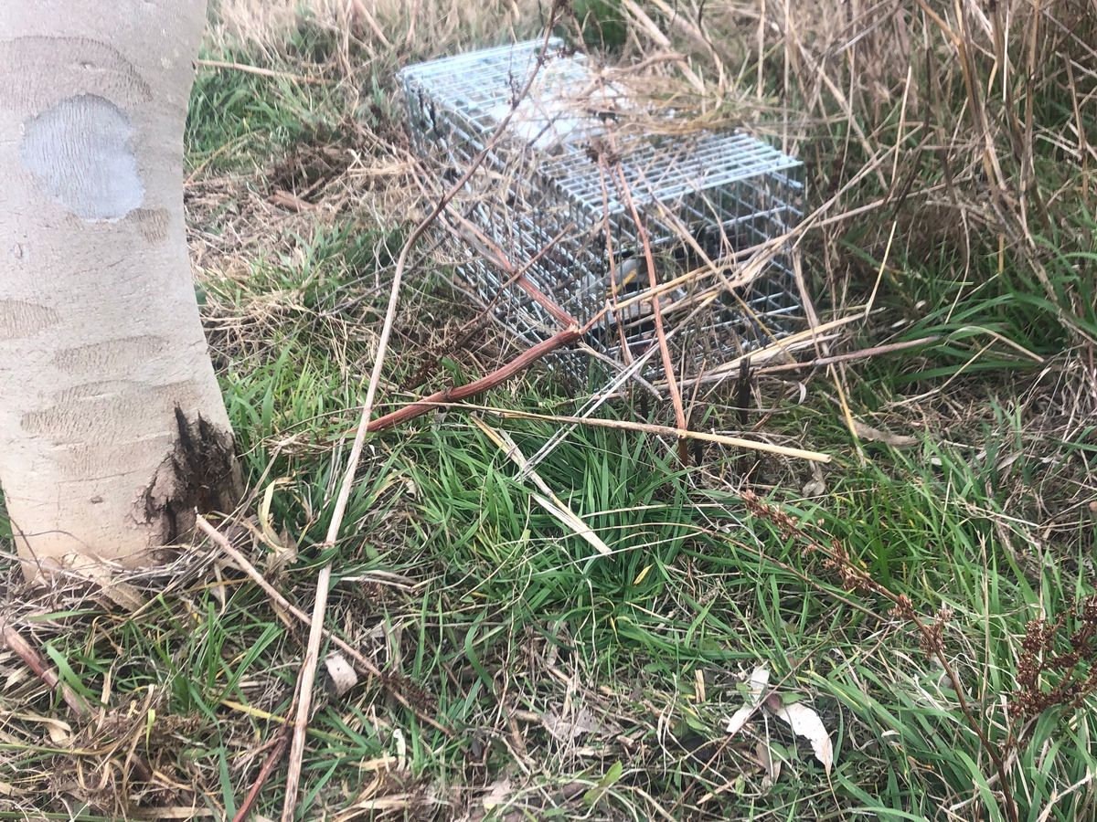 Cat cage trap on a farm property in the Southern Downs