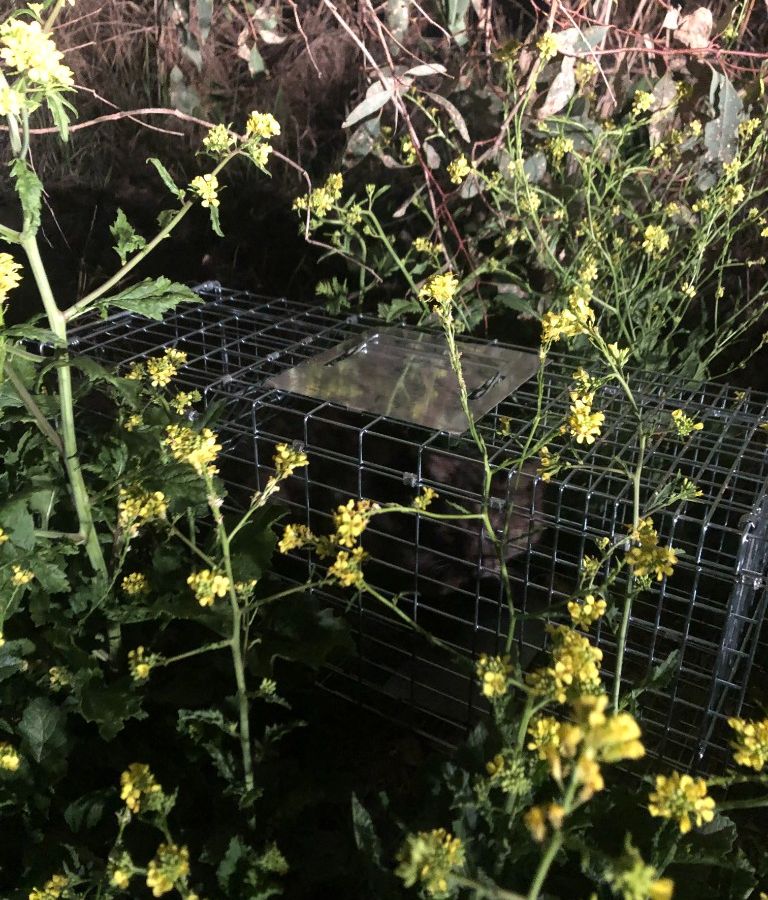 Feral cat successfully caught in a live-catch cage trap on a job site